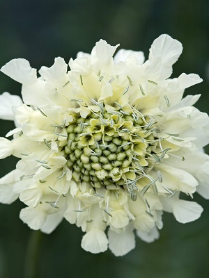 CEPHALARIA Gigantea